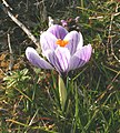 Crocus biflorus