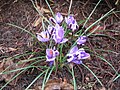 Crocus minimus opening