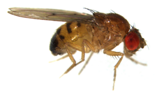 Drosophila phalerata (Quinaria species group)