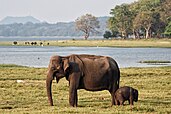 Sri Lankan elephants at Minneriya Tank