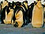 A group of Emperor Penguins.