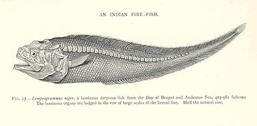 Lamprogrammus niger