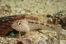 A lighter-coloured, small fish just above a sea floor of small pebbles, sand, and cobbles.