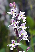 Galearis rotundifolia