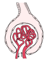 Image showing the main components of the renal corpusle. Glomerulus is red; Bowman's capsule is pink.