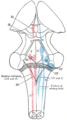 The cranial nerve nuclei are schematically represented; in dorsal view. Motor nuclei in red; sensory in blue.