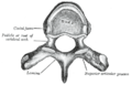 A typical thoracic vertebra, viewed from above.