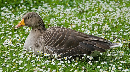 Greylag goose, by Diliff