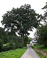 Natural monument, English oak that characterizes the landscape