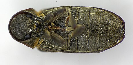 Imago skalbagge, undersida