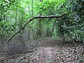 Footpath within Harper's Grove