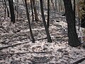 In many areas the fire burned so hot that it reduced ground cover to bare soil