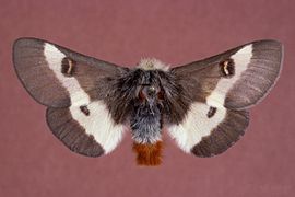 Hemileuca maia (Saturniidae, Hemileucinae)