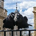 Image 35Two of the current Ravens of the Tower of London. The ravens' presence is traditionally believed to protect the Crown and the tower; a superstition holds that "if the Tower of London ravens are lost or fly away, the Crown will fall and Britain with it". (from Culture of the United Kingdom)