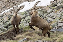 In a rocky landscape with some snow, two goat-like creatures with large, backward-facing horns face each other. The animal on the right has raised its forelegs.