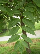 Une feuille composée