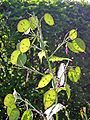 Siliculas de Lunaria annua