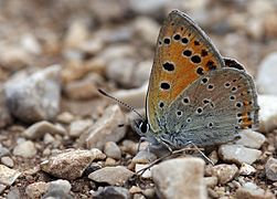 橙黃曇灰蝶 Lycaena ochimus