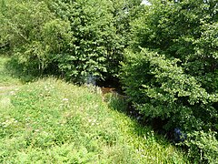 Le Lys au lieu-dit les Plaines, à Sarroux.