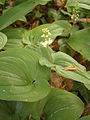 Maianthemum bifolium