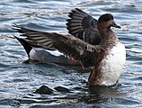 preening