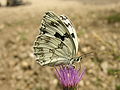 Miniatura para Melanargia lachesis