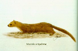 Mustela strigidorsa