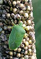 Nezara viridula (ailes membraneuses transparentes)