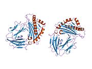 1hhj: THE ANTIGENIC IDENTITY OF PEPTIDE(SLASH)MHC COMPLEXES: A COMPARISON OF THE CONFORMATION OF FIVE PEPTIDES PRESENTED BY HLA-A2