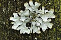 Parmelia sulcata from Commanster, Belgium.