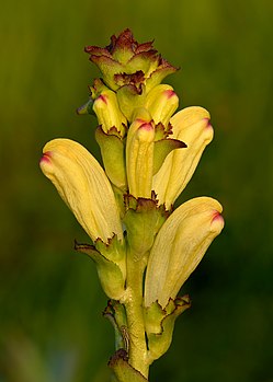 Épi de Pedicularis sceptrum-carolinum. (définition réelle 3 608 × 5 051)