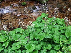 Description de l'image Petasites kablikianus a1.jpg.