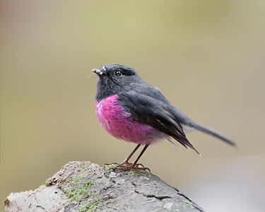 Pink robin, by JJ Harrison