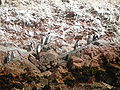 Humboldtpinguine