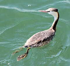 Great crested grebe in Winter