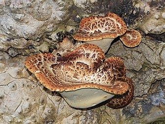 Un polypore écailleux (Polyporus squamosus) en croissance et des Diaperis boleti, scarabées mycophages. (définition réelle 4 400 × 3 300)