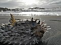 A dead porcupinefish with clearly visible spines on the shore