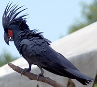 Palmkakadu (Probosciger aterrimus)