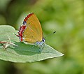 Female at Samsing