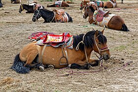 Groupe de chevaux mongols chinois au lac Qinghai