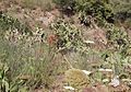 Typische Vegetation an den Steilhängen oberhalb der Ramla Bay