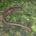 Lombriz de tierra común (Lumbricus terrestris, fam. Lumbricidae)