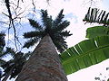 Roystonea regia, Cuba (Baracoa)