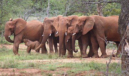 A herd of African bush elephants