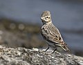 Sand Lark with crest raised at Jamnagar, Gujarat, India