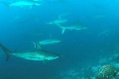 School of scalloped hammerheads at Wolf Island in the Galapagos Islands