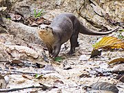 Gray and yellow mustelid on dirt
