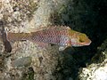 Juvenile Sparisoma cretense photographed in Koufonisi, Greece