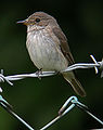 Spotted flycatcher