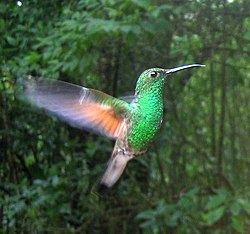 Sälepyrstökolibri